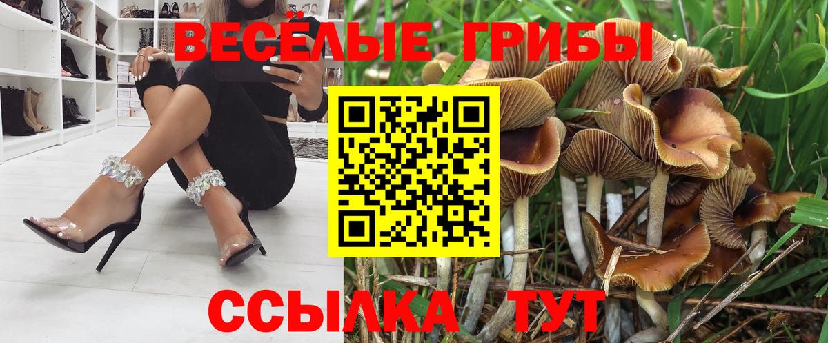 купить закладку  Псилоцибиновые грибы прущие грибы  Вход с VPN  Кисловодск  Псилоцибиновые грибы Psilocybine cubensis 